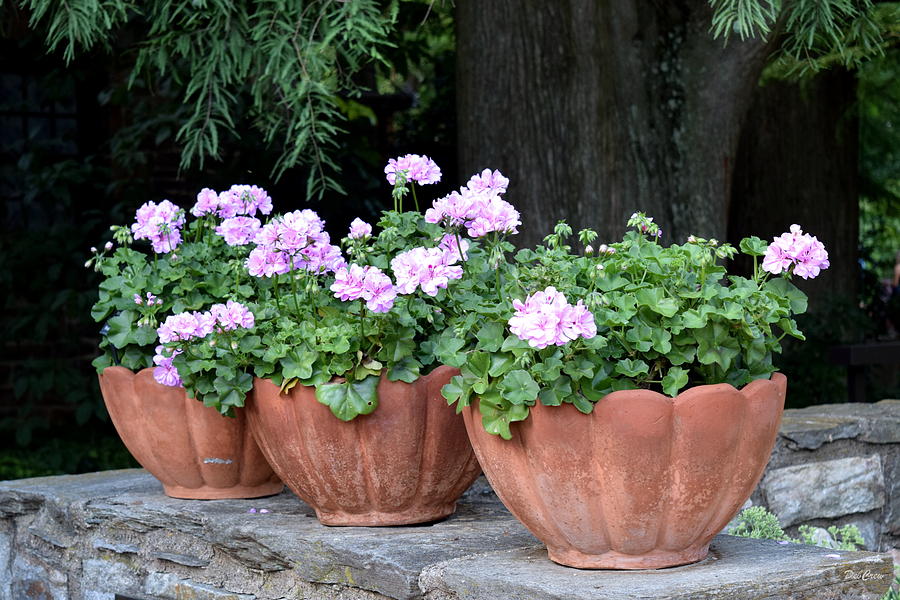 Three Flower Pots Photograph by Deborah  Crew-Johnson
