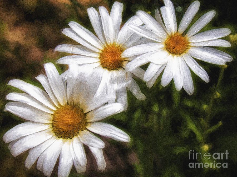 Three Flowers  ... Photograph by Chuck Caramella