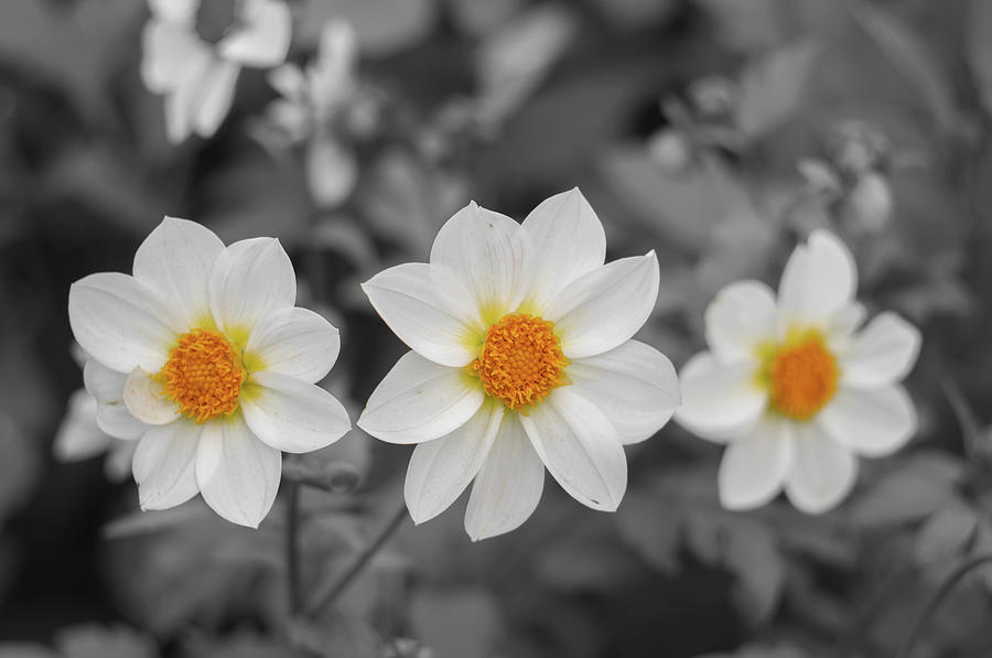 Three Flowers Photograph by Konstantin Sevostyanov