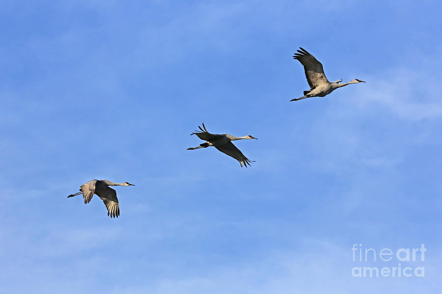 Three Flying Sandhill Cranes Photograph by Carol Groenen