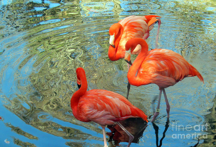 Bird Photograph - Three For All by Sharon Nelson-Bianco