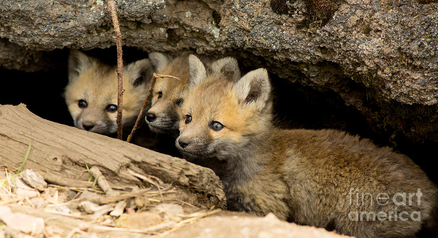 Three Fox Kits Peeking From Den Photograph by Natural Focal Point Photography