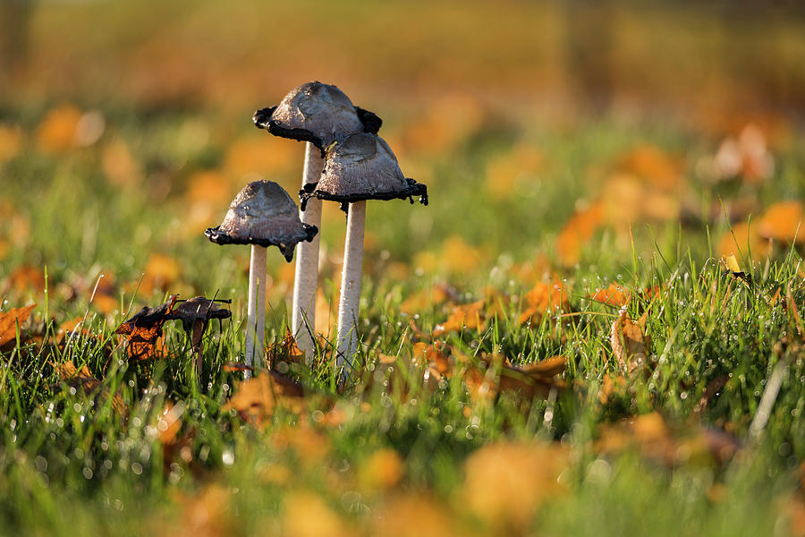 Three Fungi Photograph by James Meyer