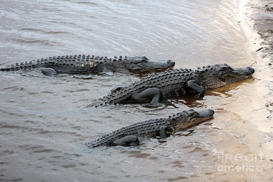 Three Gators on Riverbank Photograph by Carol Groenen