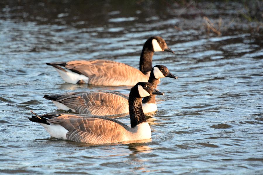 Three Geese Photograph by Bonfire Photography