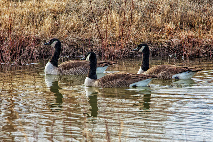 Three Geese Photograph by Diana Powell