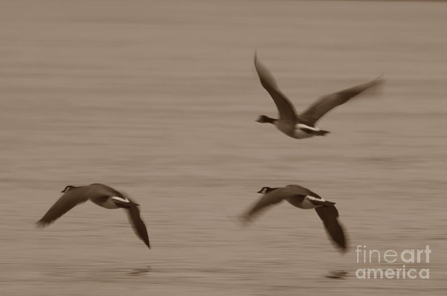 Three Geese Photograph by Randy J Heath