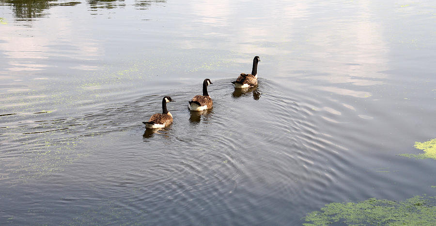 Three Geese Swimming Photograph by Ellen Tully