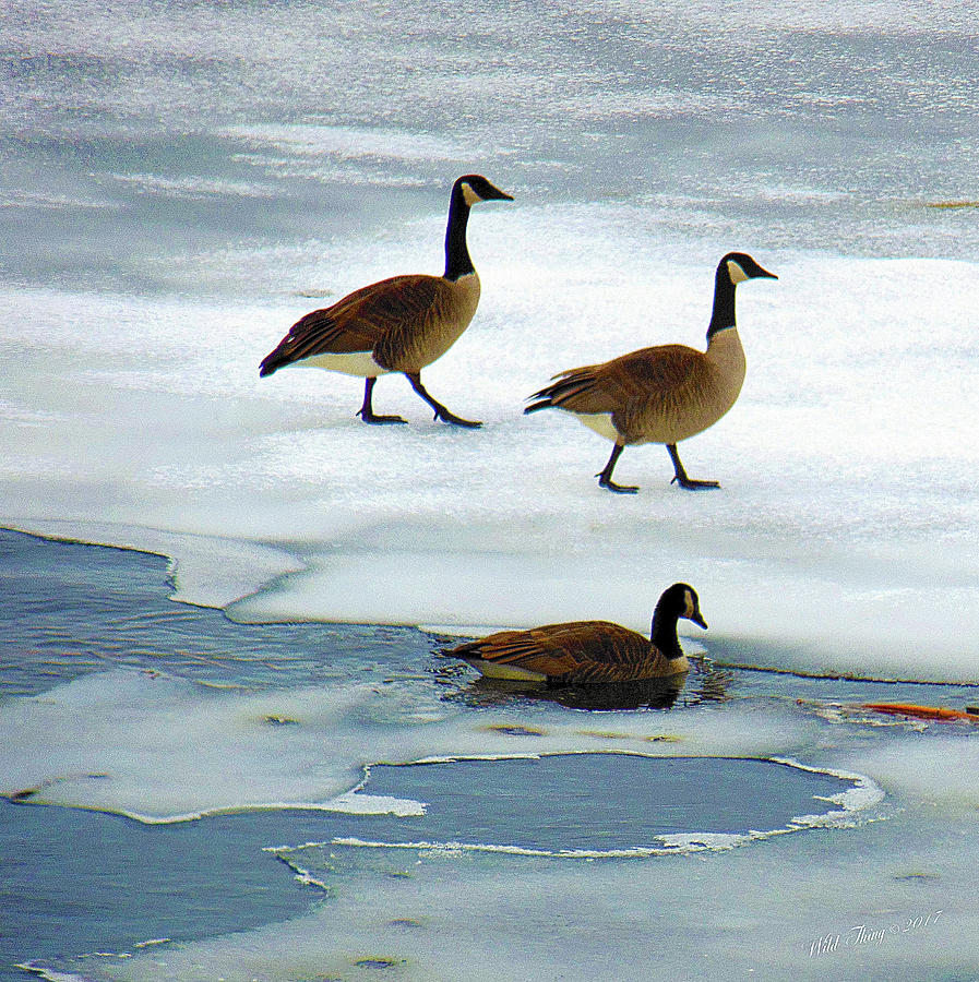 Three Geese Photograph by Wild Thing