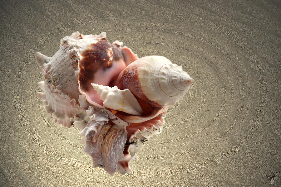 Three Generations Of Conch Photograph by Joyce Dickens