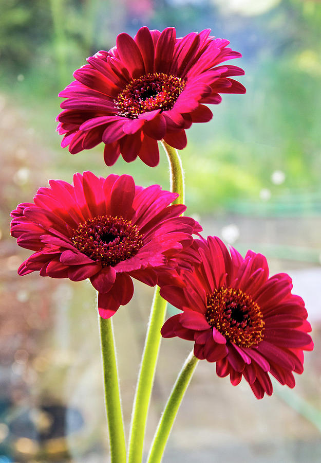 Three Gerbera Flowers Photograph by Jeff Townsend