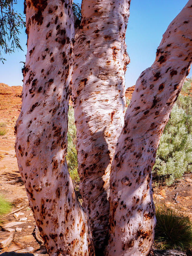 Three Ghost Gum Trees - Kings Canyon, Australia Photograph by Lexa Harpell