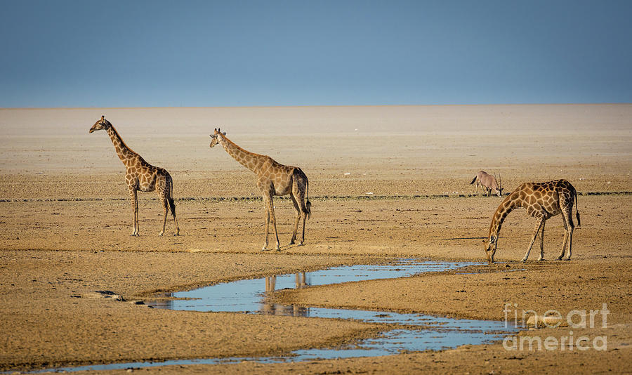 Animal Photograph - Three Giraffes by Inge Johnsson