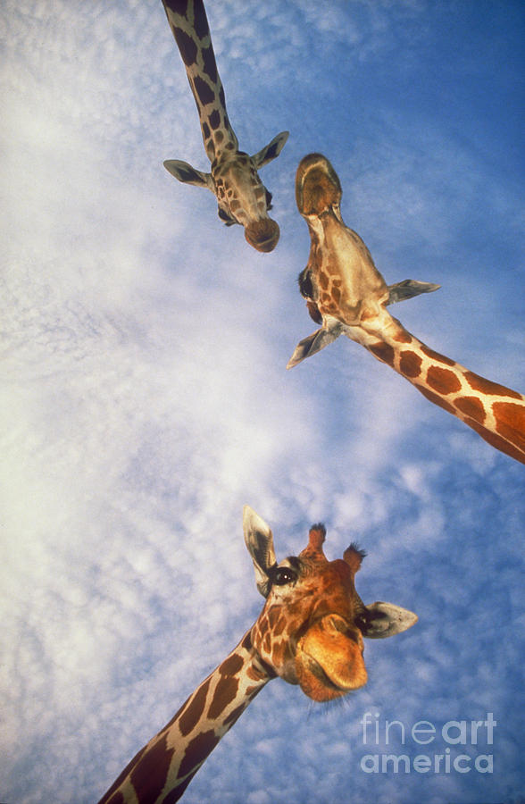 Three Giraffes Photograph by Mark D Phillips