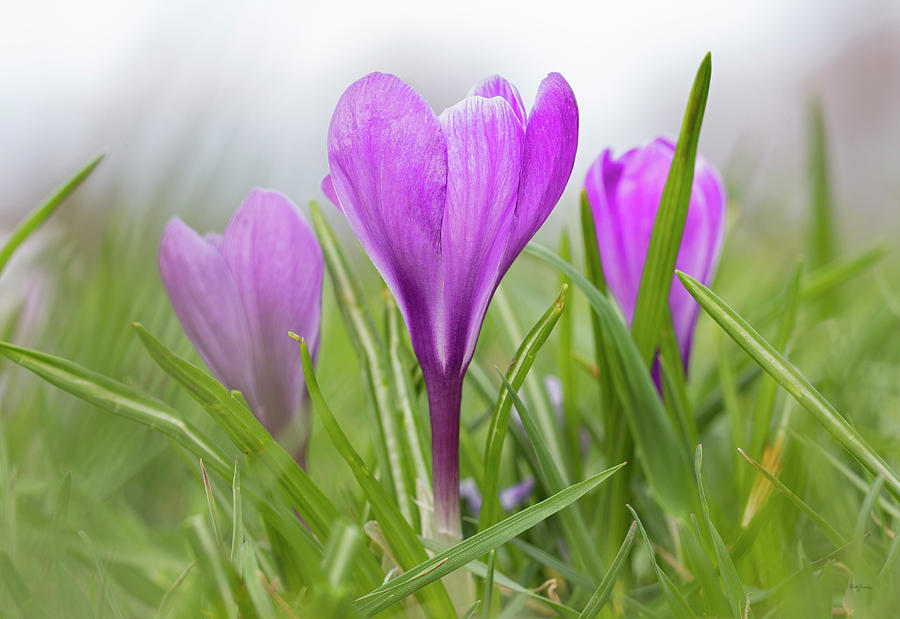 Spring Photograph - Three Glorious Spring Crocuses in North Andover, MA by Betty Denise