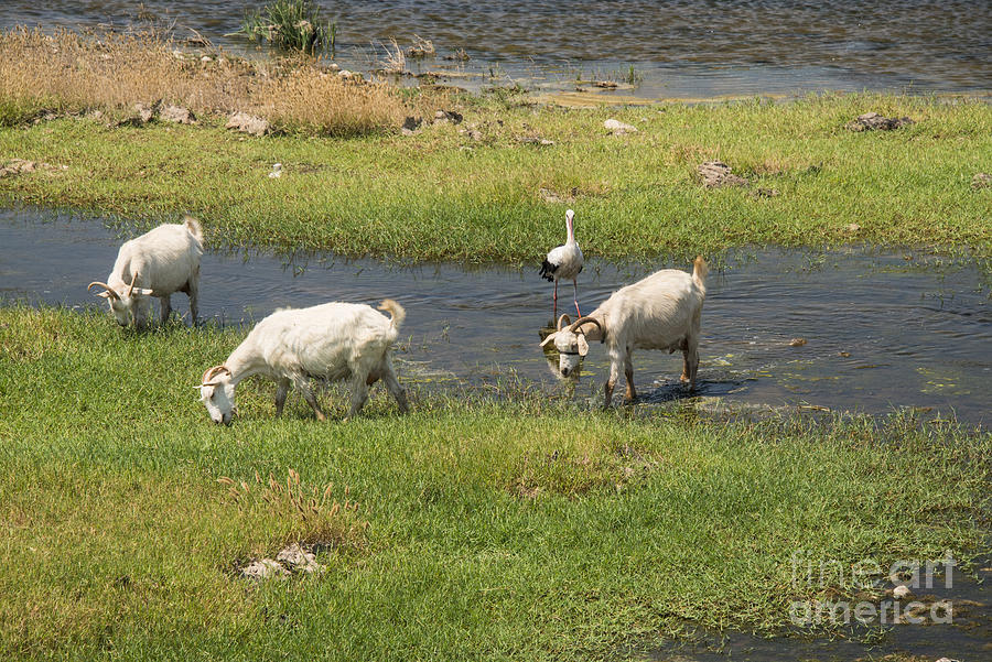 Three Goats and a Stork Photograph by Bob Phillips