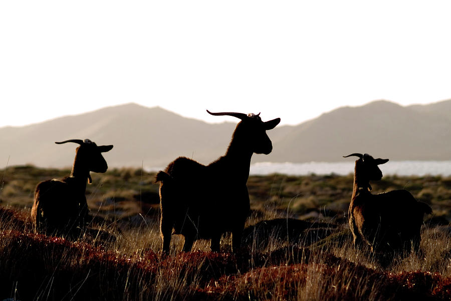 Three Goats Photograph by Pedro Cardona Llambias