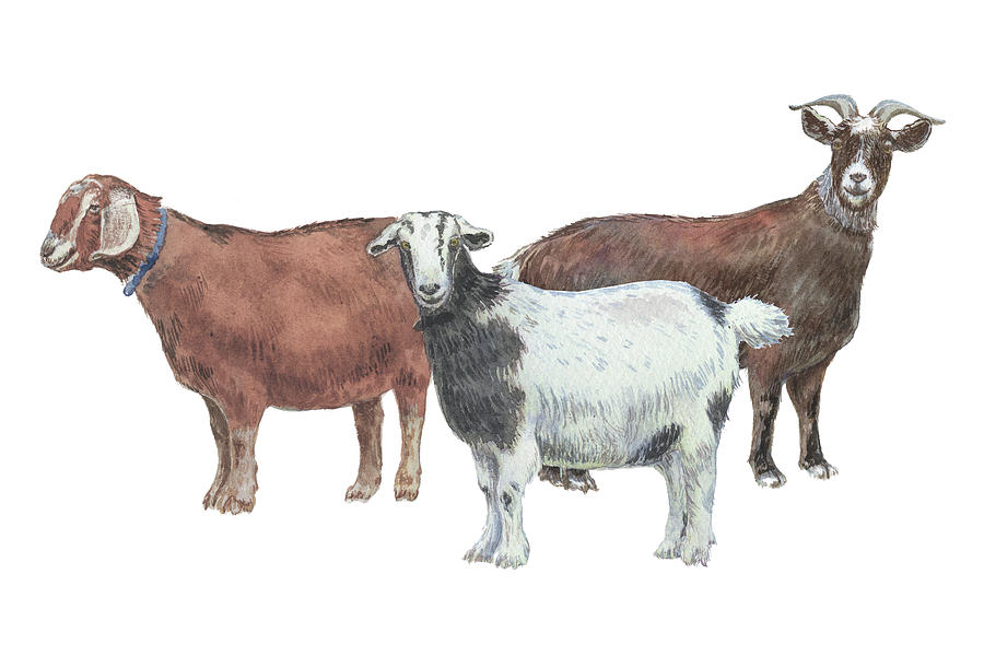 Three Goats Watercolor Illustration  Painting by Irina Sztukowski