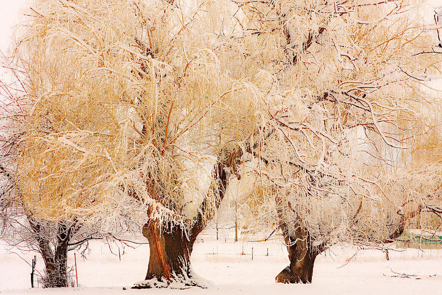 Three Golden Frosted Trees Photograph