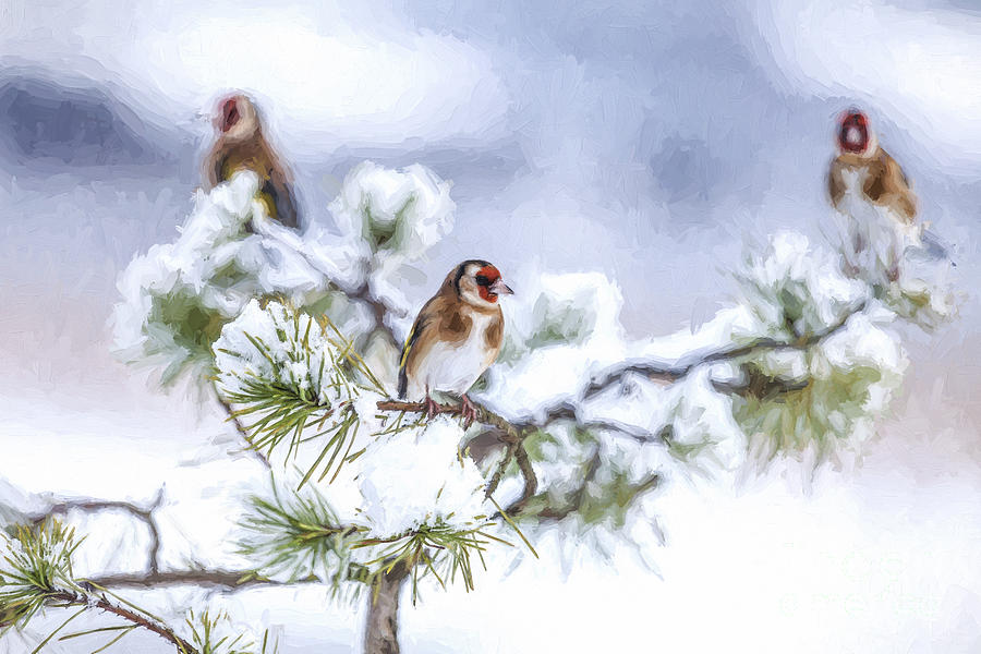 Three Goldfinches in snowy pine Digital Art by Liz Leyden