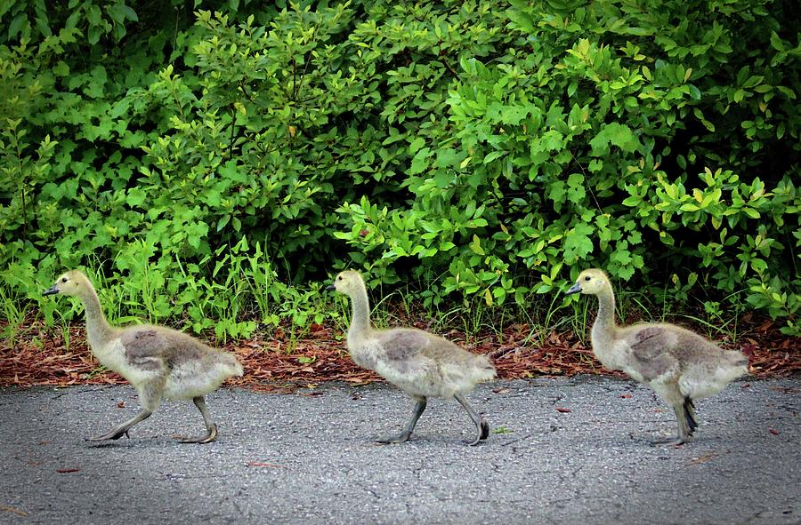 Goose Photograph - Three Goslings by Cynthia Guinn