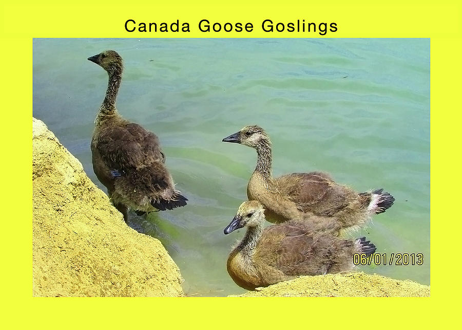 Three Goslings Digital Art