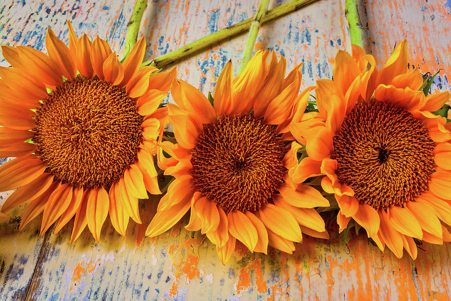 Three Graphic Sunflowers Photograph by Garry Gay