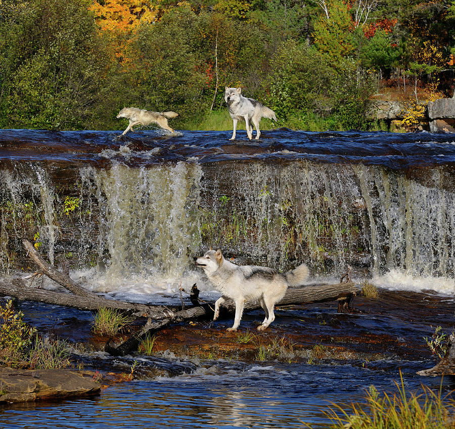 Gray Wolf jumping under a waterfall on the Kettle River Banning Photograph  by Reimar Gaertner - Pixels