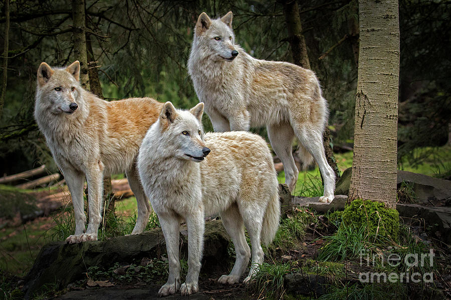 Three Gray Wolves Photograph by Sonya Lang