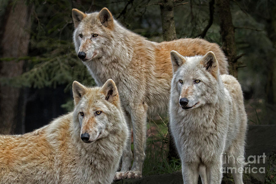 Three Gray Wolves2 Photograph by Sonya Lang