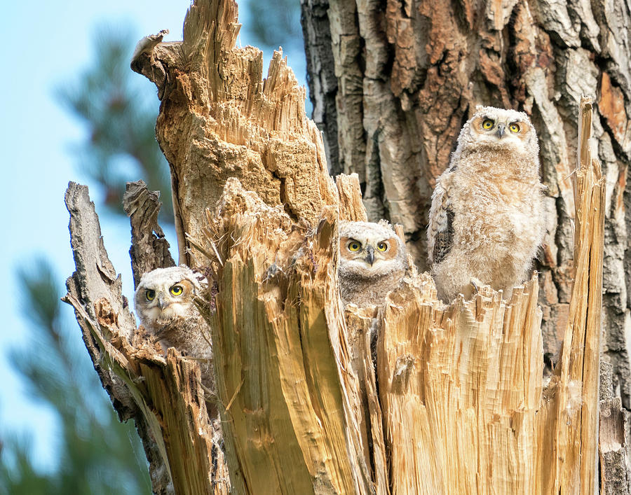 Three Great Horned Owl Babies Photograph by Judi Dressler