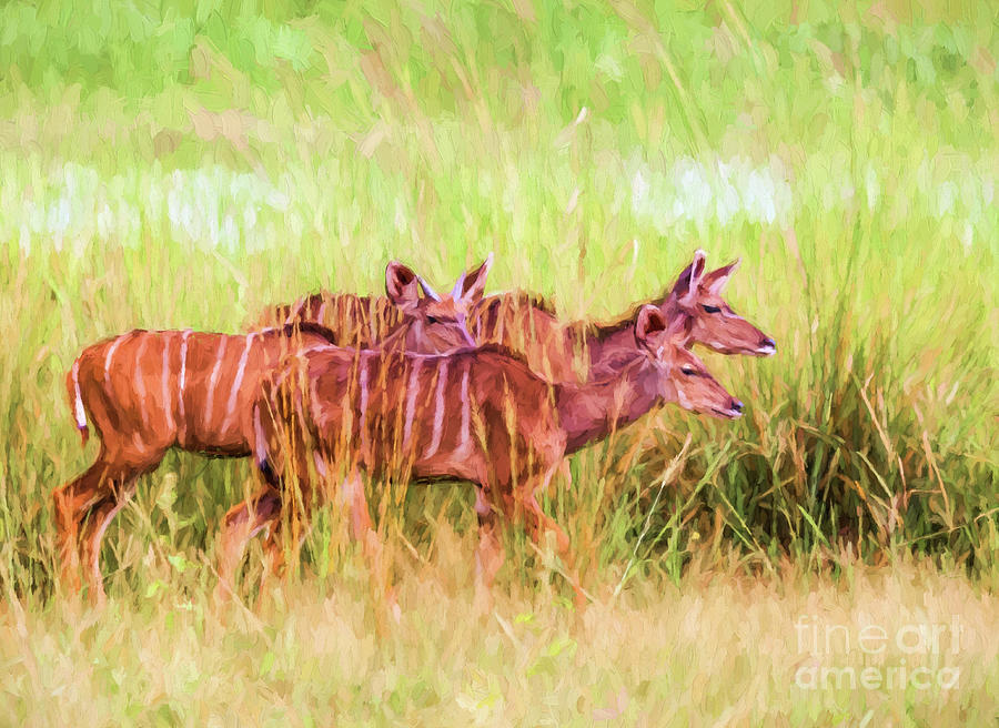Greater Kudu Digital Art - Three Greater Kudus by Liz Leyden