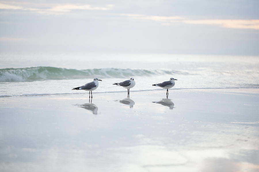 Three Gulls Photograph by Deon Grandon Three Gulls Photograph by Deon Grandon