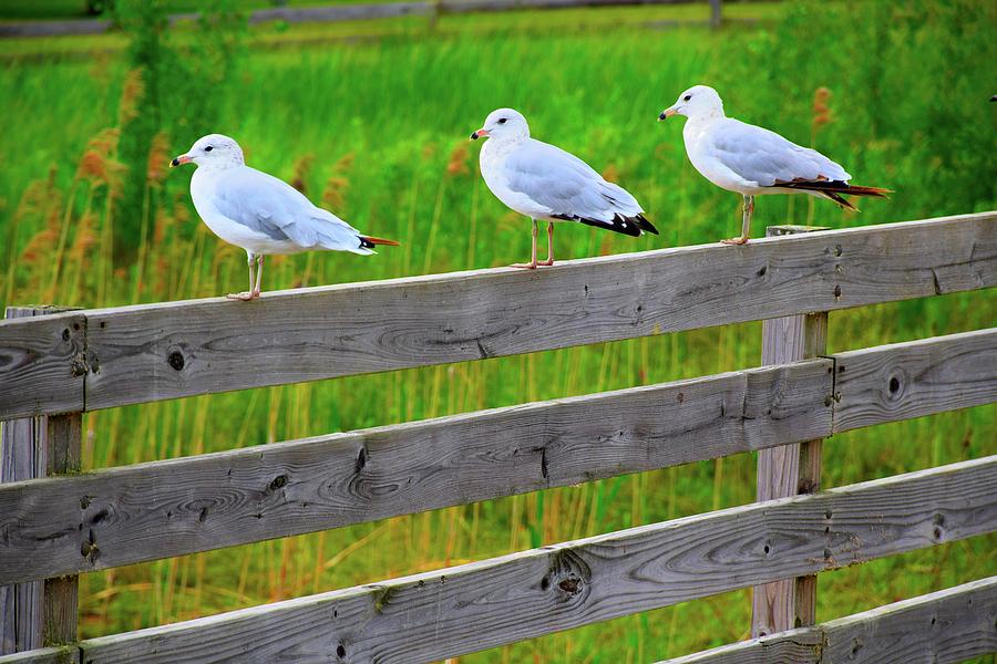 Three Gulls Photograph