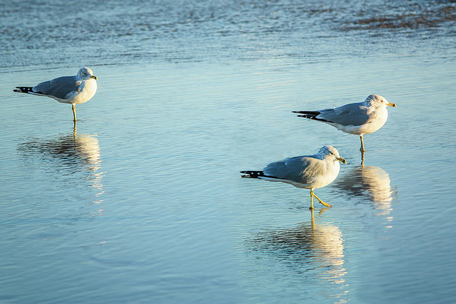 Three gulls reflect Photograph by Joni Eskridge