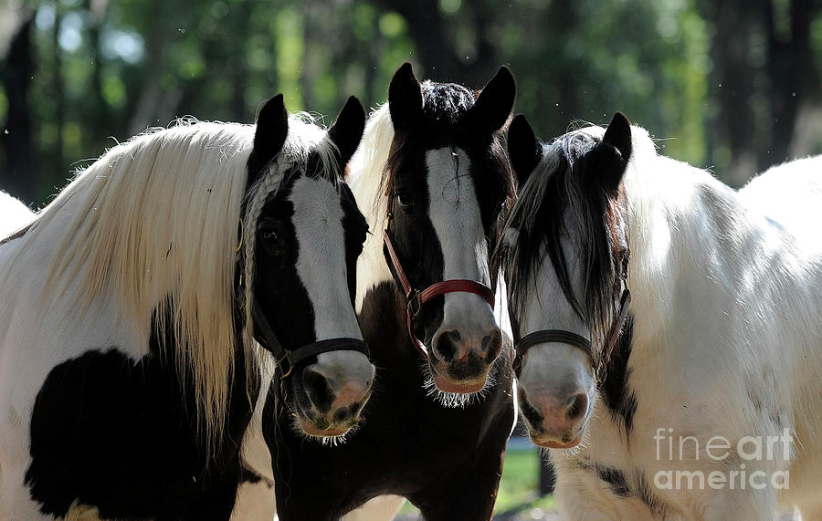 Three Gypsy Vanner mares Photograph by Carien Schippers