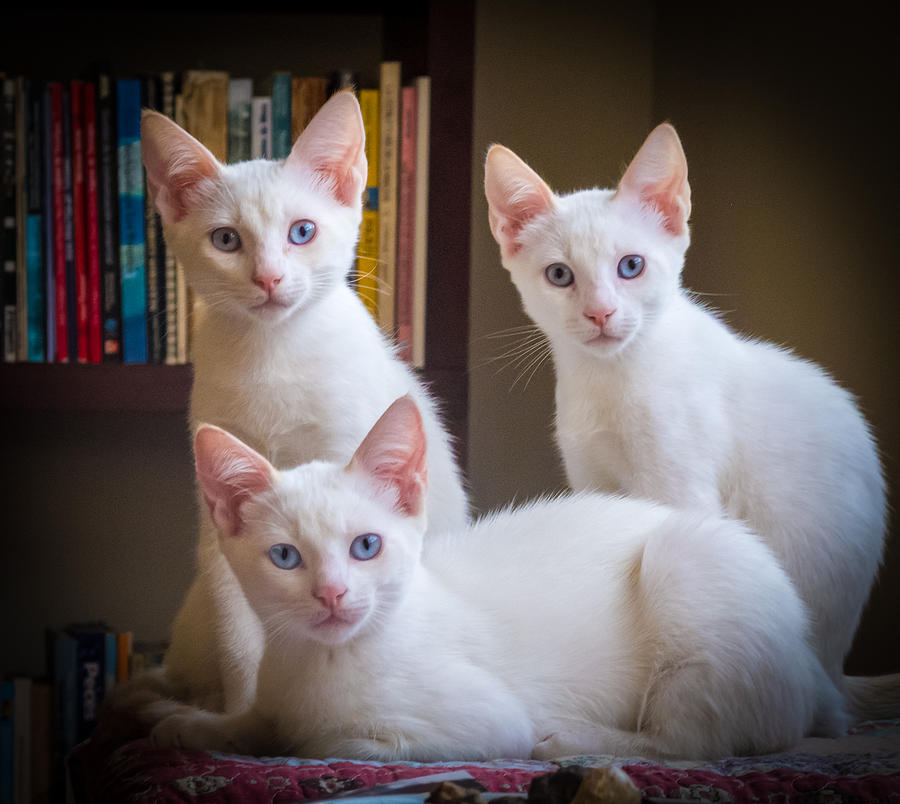 Cat Photograph - Three Happy White Cats by Juan Carlos Lopez