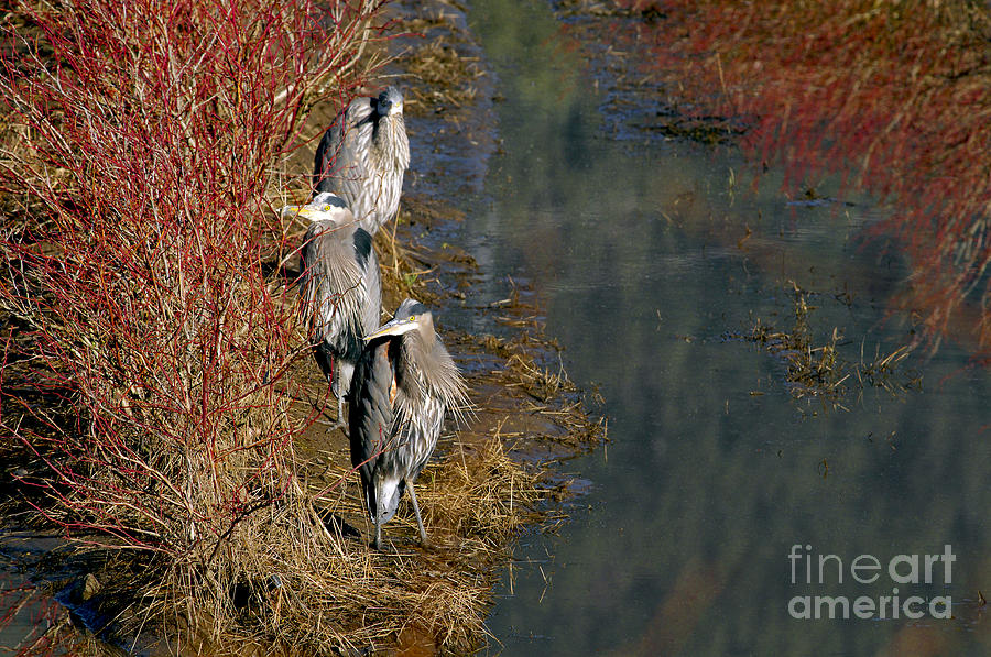 Wildlife Photograph - Three Herons at the Waters Edge by Sharon Talson