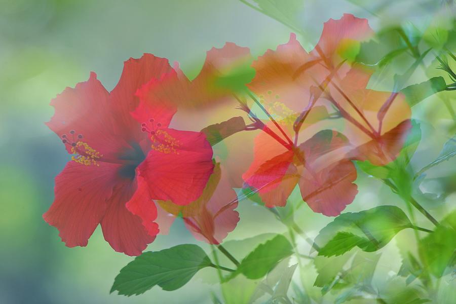 Three Hibiscus Abstract III Photograph by Linda Brody
