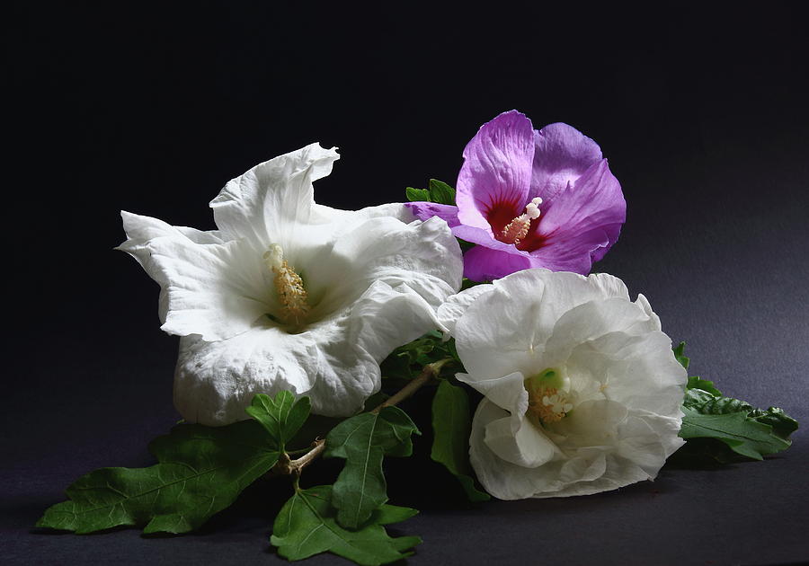 Three Hibiscus Flowers Photograph by Jeff Townsend