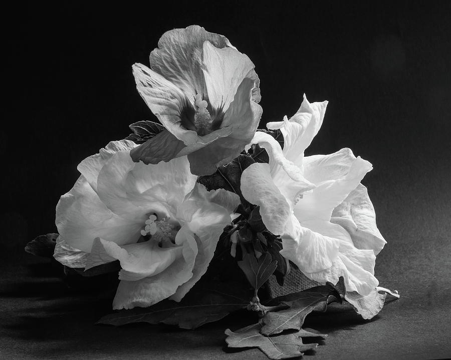 Three Hibiscus Monochrome Photograph by Jeff Townsend