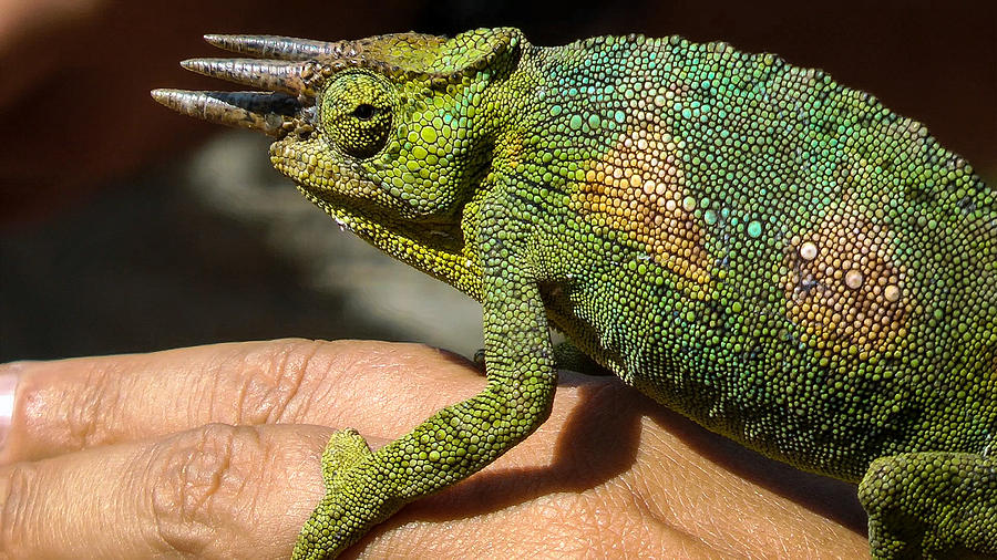 Three-horned Chameleon Photograph by Claudio Maioli