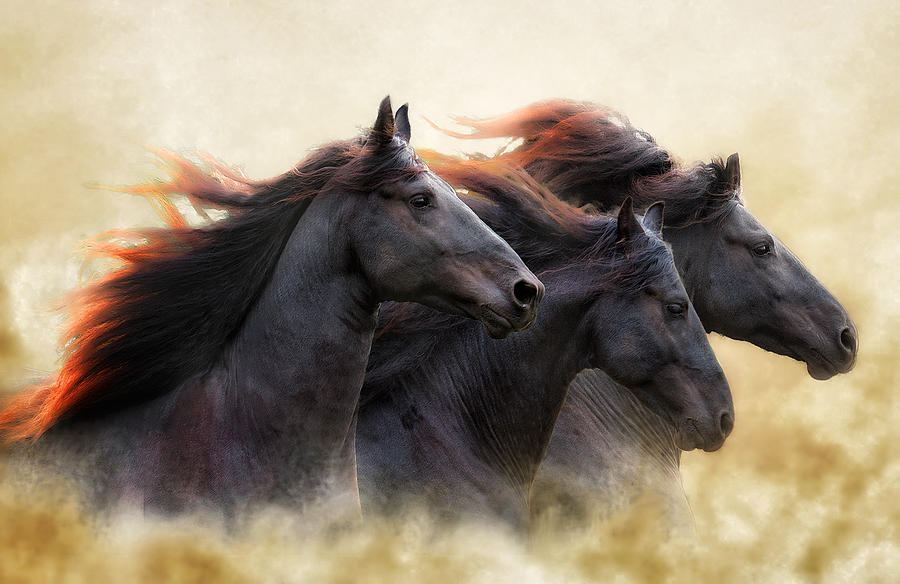 Three Horse Power Photograph by Ron  McGinnis