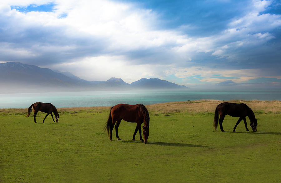 Three horses grazing at Kaikoura Photograph by Sheila Smart Fine Art Photography