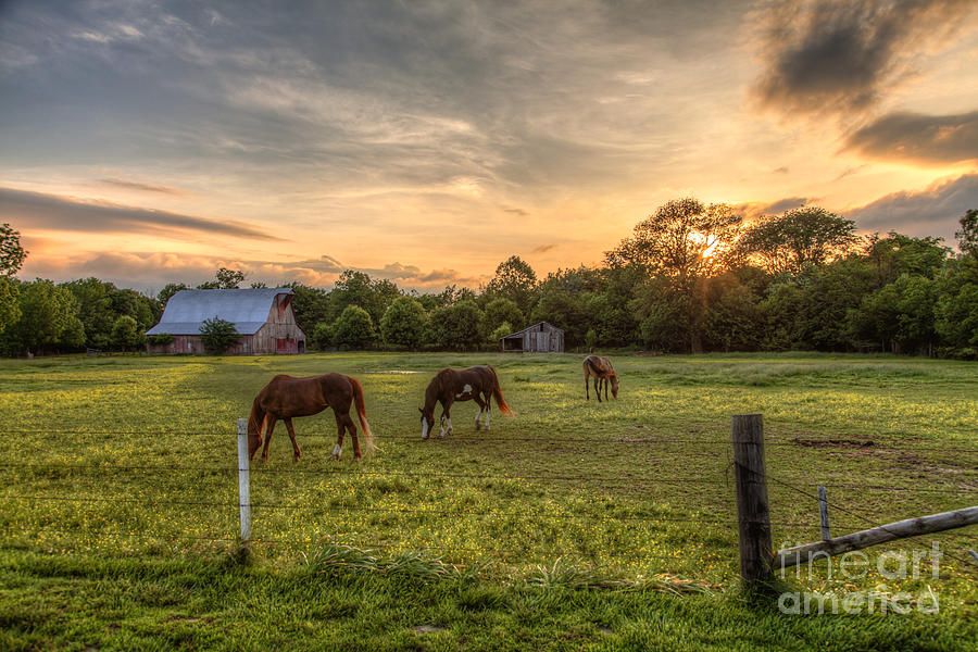 Three Horses in a Yellow Field Photograph by Larry Braun Three Horses in a Yellow Field Photograph by Larry Braun