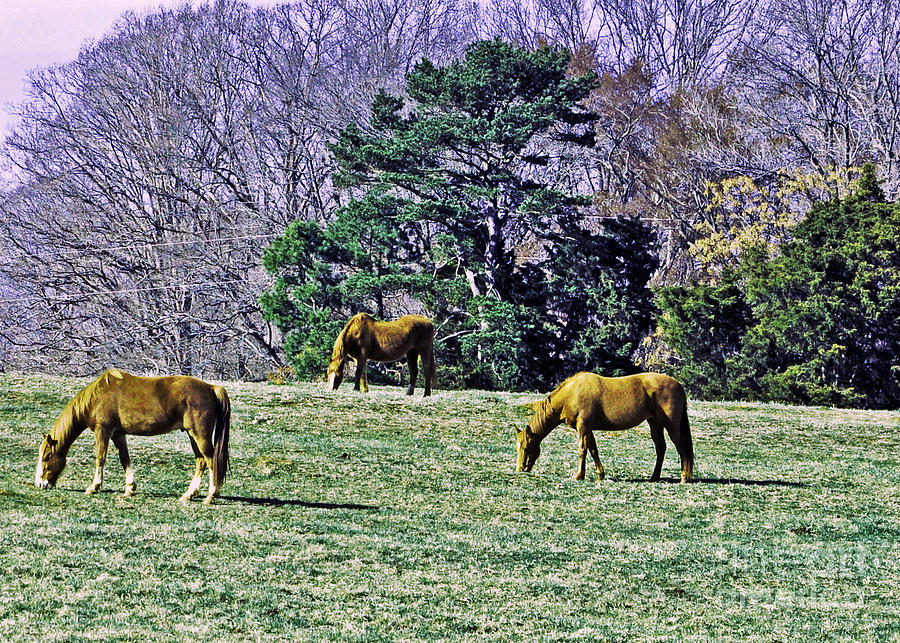 Horse Photograph - Three Horses by Lydia Holly