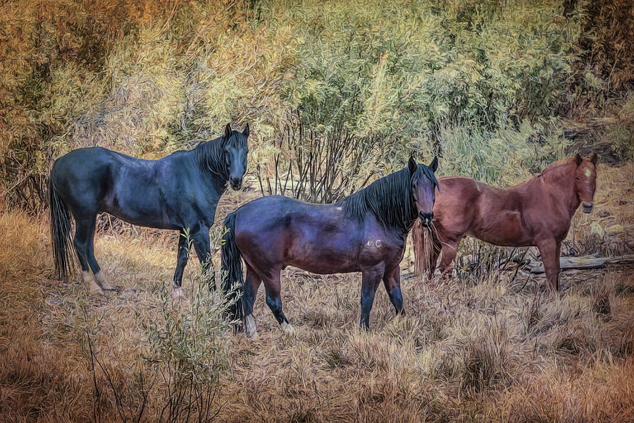 Three Horses Photograph by Maria Coulson