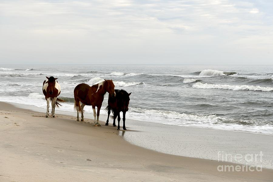 Three Horses On The Beach Photograph