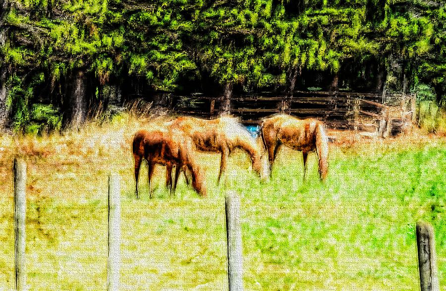 Three Horses on the Farm in Abstract 1 by Kristalin Davis Photograph by Kristalin Davis