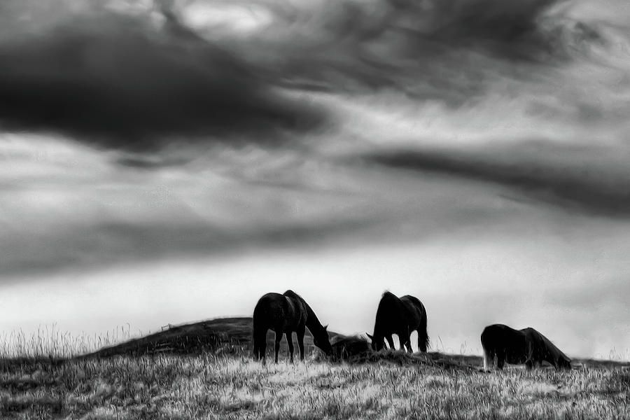 Three Horses on the Hill Photograph by David Patterson
